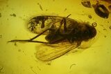 Detailed Fossil Fly & Ant In Baltic Amber #159756-1
